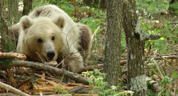 IKEA supports the Environmental Organization for Wildlife and Nature CALLISTO